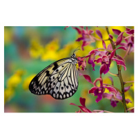 Fotografie Tropical Butterfly the paper kite wings closed, Darrell Gulin, 40x26.7 cm