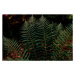 Fotografie Dark green fern foliage in the forest, Olena  Malik, 40 × 26.7 cm