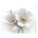 Obrazy na stěnu - Bílé květy Rozměr: 80x100 cm, Rámování: vypnuté plátno na rám