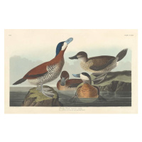 John James (after) Audubon - Obrazová reprodukce Ruddy duck, 1836, (40 x 24.6 cm)