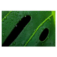 Ilustrace Monstera large green jungle leaf with drops, MilenaKatzer, 40 × 26.7 cm