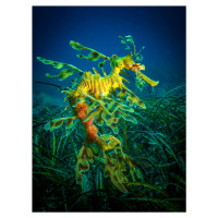 Umělecká fotografie Leafy Sea Dragon - male with eggs, Jan Abadschieff, (30 x 40 cm)