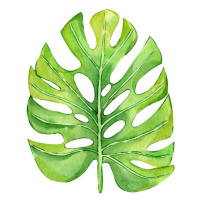Ilustrace Watercolor hand painted green tropical leaves,, DZHAMILIA ABDULAEVA, 40x40 cm