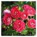 Růže Kordes 'Marie Rottrova' 2 litry