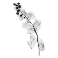 Umělecká fotografie Blackberry plant, X-ray, NICK VEASEY/SCIENCE PHOTO LIBRARY, (26.7 x 40 cm)
