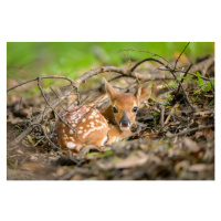 Umělecká fotografie Newborn white-tailed deer fawn on forest floor, jared lloyd, (40 x 26.7 cm)