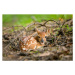 Fotografie Newborn white-tailed deer fawn on forest floor, jared lloyd, 40x26.7 cm