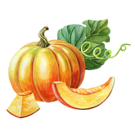 Ilustrace Orange pumpkin. Watercolor illustration on white background. Autumn harvest. Fresh veg