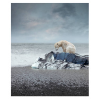 Fotografie Polar bear on the melting iceberg, narvikk, 33.6 × 40 cm