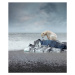 Fotografie Polar bear on the melting iceberg, narvikk, 33.6 × 40 cm