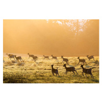 Fotografie Fallow deer on the move across pasture at dawn, James Warwick, (40 x 26.7 cm)