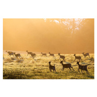 Fotografie Fallow deer on the move across pasture at dawn, James Warwick, 40 × 26.7 cm