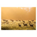 Umělecká fotografie Fallow deer on the move across pasture at dawn, James Warwick, (40 x 26.7 cm