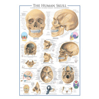 Plakát, Obraz - The Skull, 61 × 91.5 cm