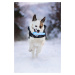 Vsepropejska Kit reflexní zimní bunda pro psa s límcem Barva: Černá, Délka zad (cm): 20, Obvod h
