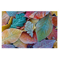 Fotografie Colorful autumn leaves with frost. Frosty, sagarmanis, 40 × 26.7 cm