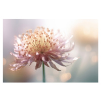 Fotografie Gentle Pink Flower, Treechild, 40x26.7 cm