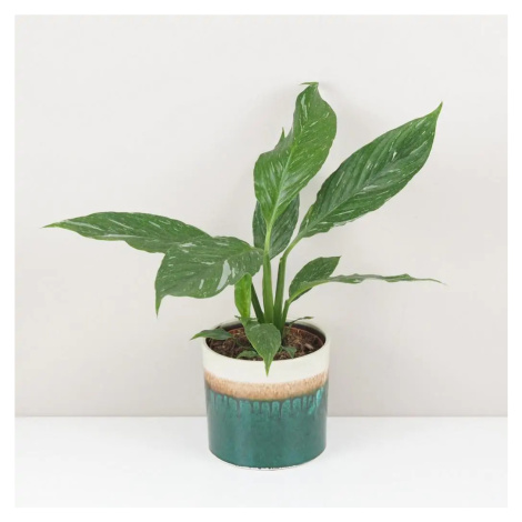 Lopatkovec / Spathiphyllum wallisii ‘Diamond’ střední