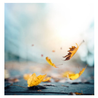 Fotografie It's time for autumn, borchee, 40x40 cm