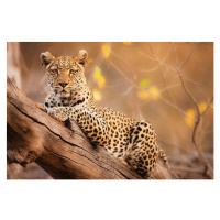 Fotografie A portrait of a leopard resting in a tree, Jami Tarris, 40 × 26.7 cm