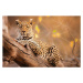 Fotografie A portrait of a leopard resting in a tree, Jami Tarris, 40 × 26.7 cm