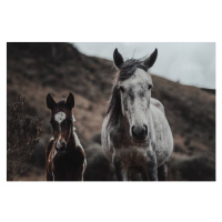 Fotografie Selective focus shot of horses on, Wirestock, (40 x 26.7 cm)