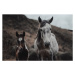 Umělecká fotografie Selective focus shot of horses on, Wirestock, (40 x 26.7 cm)
