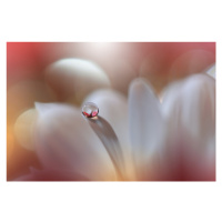 Fotografie Enigma, Juliana Nan, 40x26.7 cm