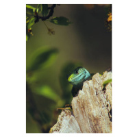 Fotografie European green lizard (Lacerta viridis), Marko Petkovic Visual, 26.7 × 40 cm