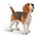 COLLECTA Beagle