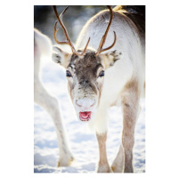 Fotografie Close up of reindeer in the snow, Swedish Lapland, Roberto Moiola / Sysaworld, 26.7 ×