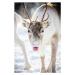 Fotografie Close up of reindeer in the snow, Swedish Lapland, Roberto Moiola / Sysaworld, 26.7 ×