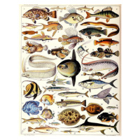 Obrazová reprodukce Illustration of Marine Fish c.1923, Millot, Adolphe Philippe, 30 × 40 cm