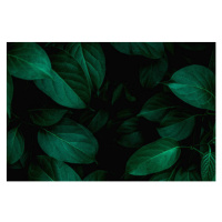 Fotografie closeup nature view of green leaf background, Thanabodin Jittrong, 40 × 26.7 cm