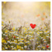 Fotografie Heart shaped poppy, Julia Davila-Lampe, 40x40 cm