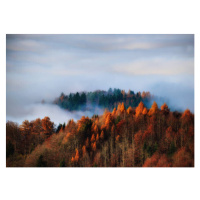 Fotografie Autumn forest in the fog, Uetliberg, Switzerland, svjetlana, (40 x 30 cm)