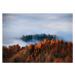 Fotografie Autumn forest in the fog, Uetliberg, Switzerland, svjetlana, 40 × 30 cm