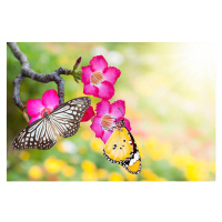 Umělecká fotografie desert rose and butterfly, enterphoto, (40 x 26.7 cm)
