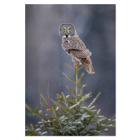 Fotografie Tree Top Great Gray Owl, Scott Suriano, 26.7 × 40 cm