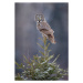 Fotografie Tree Top Great Gray Owl, Scott Suriano, 26.7 × 40 cm