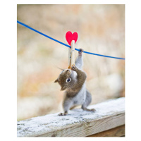 Fotografie Squirrel twisting to lick peanut, Nancy Rose, (35 x 40 cm)