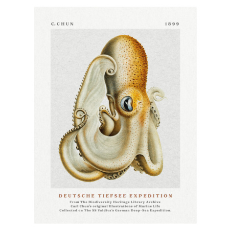 Plakát, Obraz - Deutsche Tiefsee Expedition Poster No.1 (Vintage Octopus) - Carl Chun, 30 × 40 c