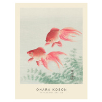 Obrazová reprodukce Two Veil Goldfish (Special Edition) - Ohara Koson, 30 × 40 cm