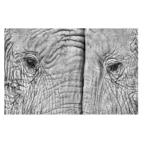 Fotografie Close-up of two elephants standing face to face, juanluis_duran, 40x26.7 cm