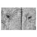 Fotografie Close-up of two elephants standing face to face, juanluis_duran, (40 x 26.7 cm)