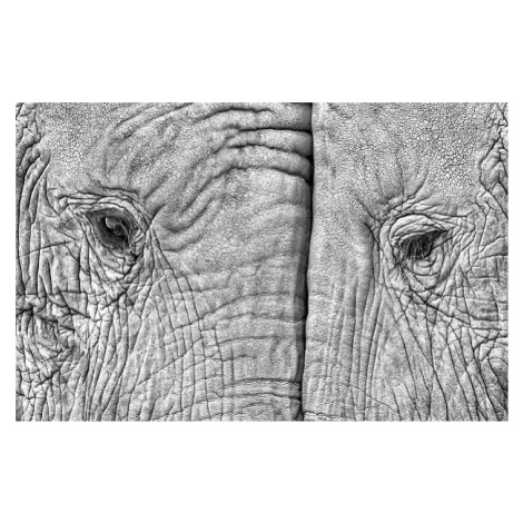 Umělecká fotografie Close-up of two elephants standing face to face, juanluis_duran, (40 x 26.7 