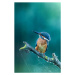 Fotografie Close-up kingfisher, Federico Ranalli, 26.7x40 cm