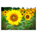 Fotografie Comical Sunflower, Joe Regan, 40 × 26.7 cm