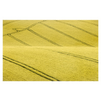 Umělecká fotografie Field #2, Clive Collie, (40 x 26.7 cm)