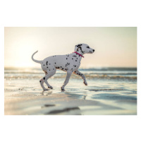 Umělecká fotografie Dalmatian Dog Puppy on the Beach Running Sunset, Alexandra Robins, (40 x 26.